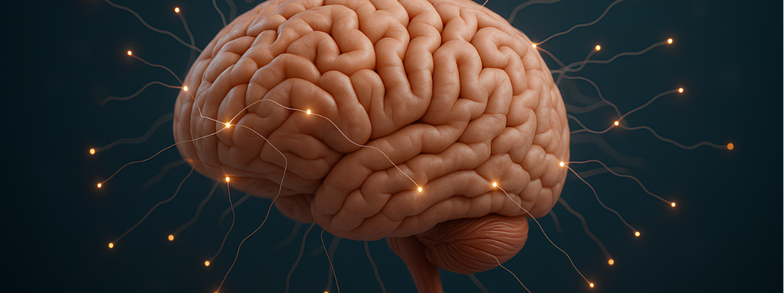 Beyond the Gym: Amino Acids and Cognitive Performance