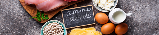 What Are Amino Acids? Unlocking Their Role in Recovery
